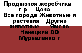 Продаются жеребчики 14,15 16 г.р  › Цена ­ 177 000 - Все города Животные и растения » Другие животные   . Ямало-Ненецкий АО,Муравленко г.